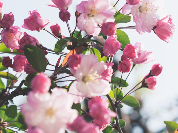 Flower Essences for Children and Teenagers